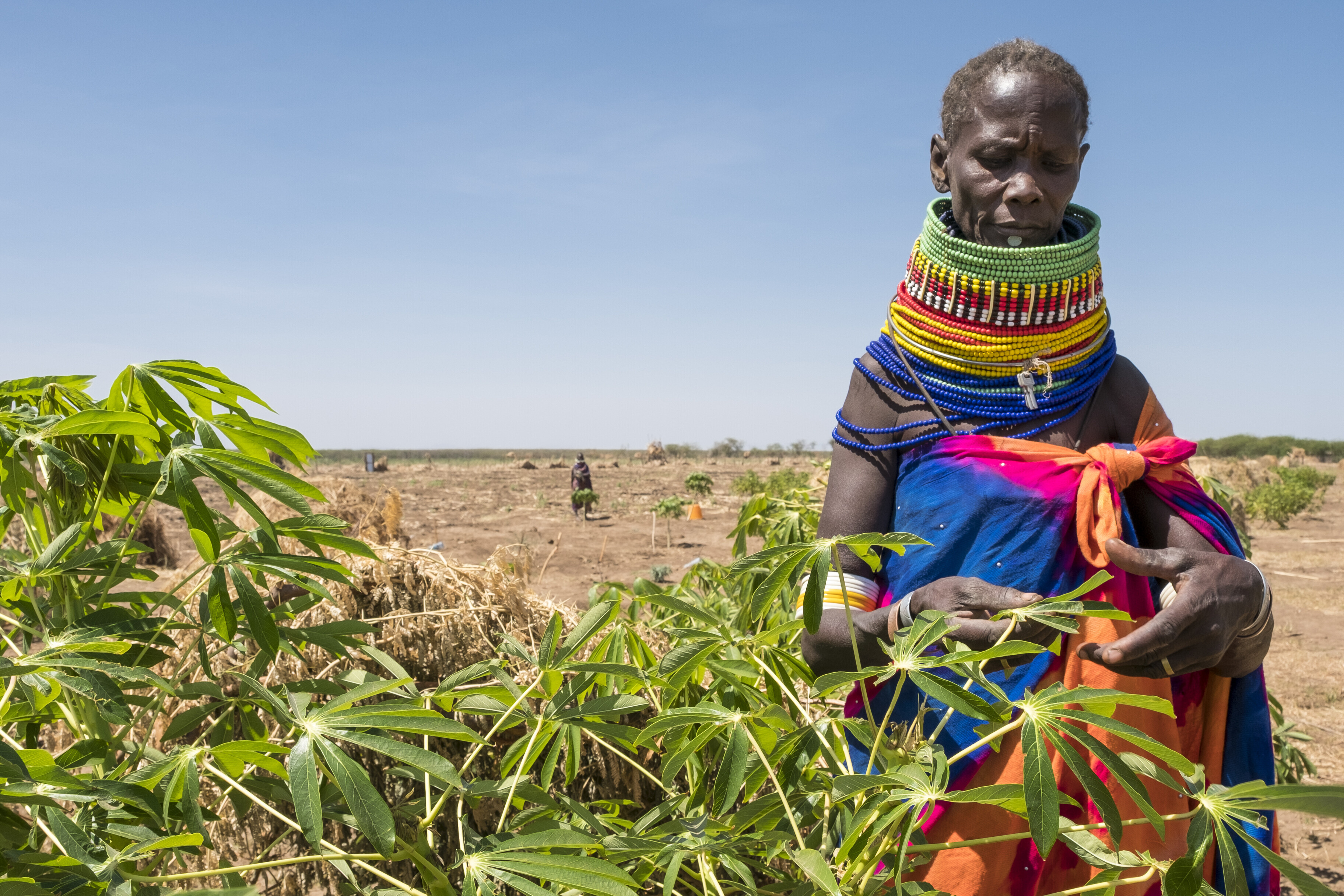 Landwirt in Kenia, Ostafrika, wo eine Heuschreckenplage die Ernährungssicherheit der Menschen bedroht Landwirt in Kenia, Ostafrika, wo eine Heuschreckenplage die Ernährungssicherheit der Menschen bedroht