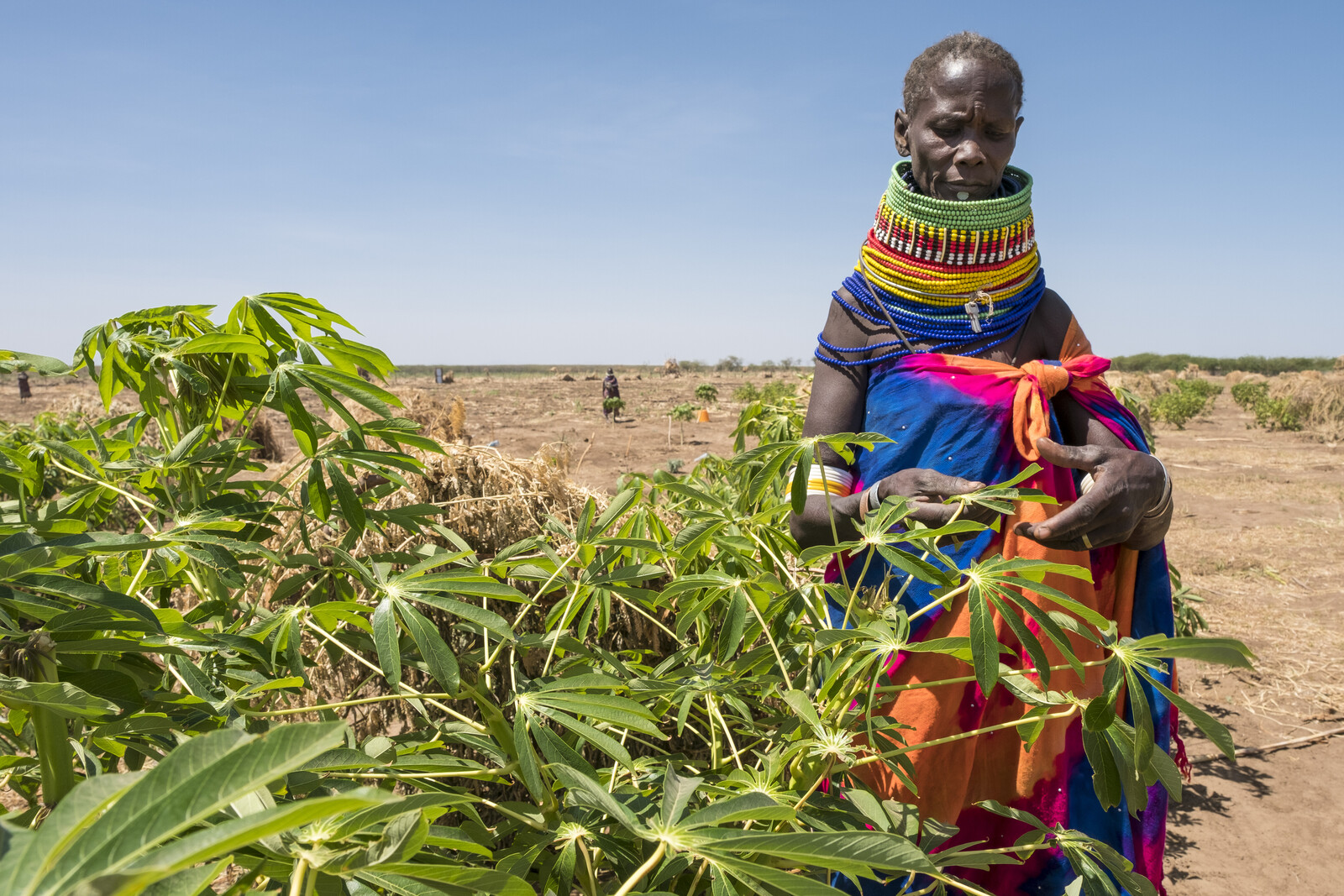 Landwirt in Kenia, Ostafrika, wo eine Heuschreckenplage die Ernährungssicherheit der Menschen bedroht 