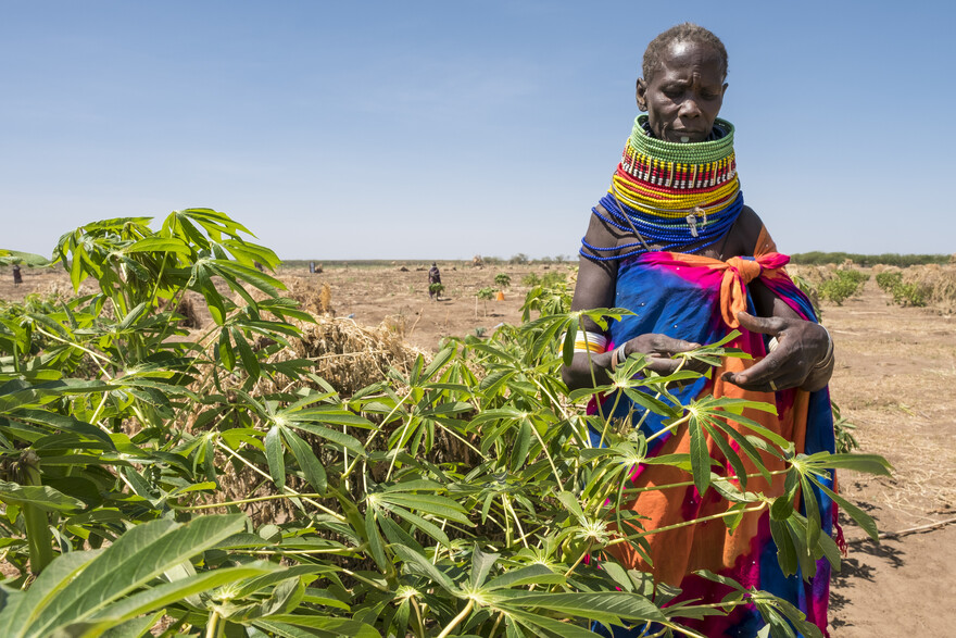 Landwirt in Kenia, Ostafrika, wo eine Heuschreckenplage die Ernährungssicherheit der Menschen bedroht 