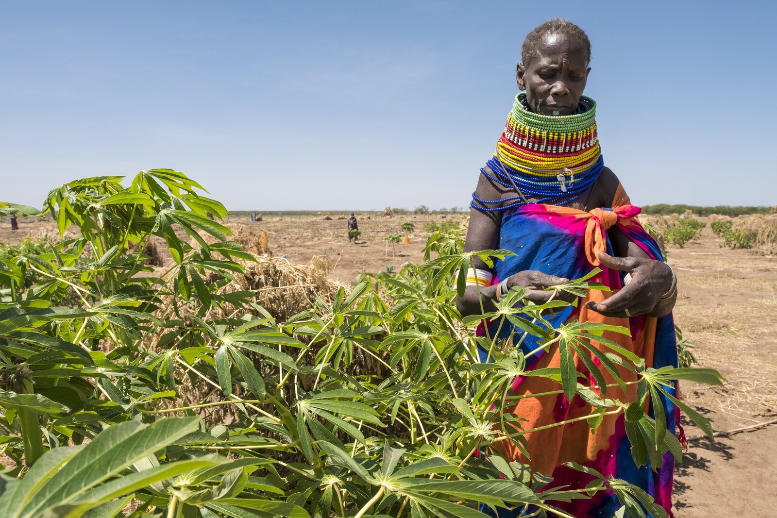 Landwirt in Kenia, Ostafrika, wo eine Heuschreckenplage die Ernährungssicherheit der Menschen bedroht 