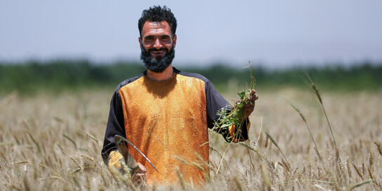 Ein Mann in Afghanistan steht in einem Weizenfeld