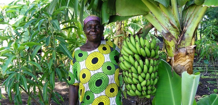 Eine Bäuerin in Kenia hält eine Bananenstaude hoch Eine Bäuerin in Kenia hält eine Bananenstaude hoch