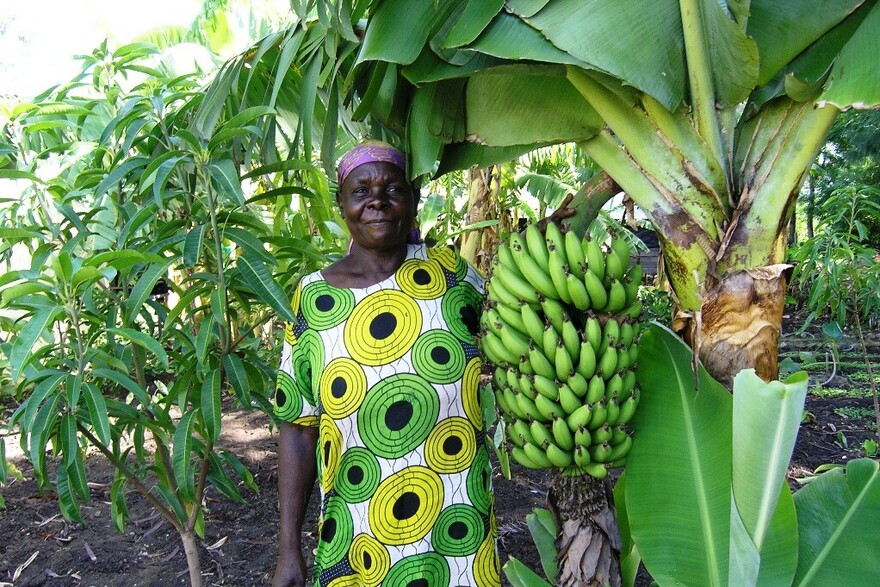 Eine Bäuerin in Kenia hält eine Bananenstaude hoch Eine Bäuerin in Kenia hält eine Bananenstaude hoch