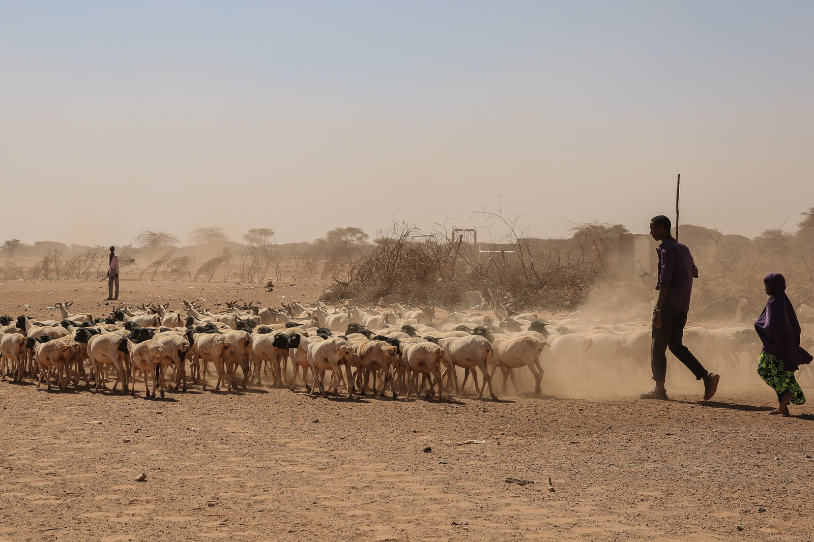 Hirten in Somalia versuchen, ihre Viehherde zu versorgen.