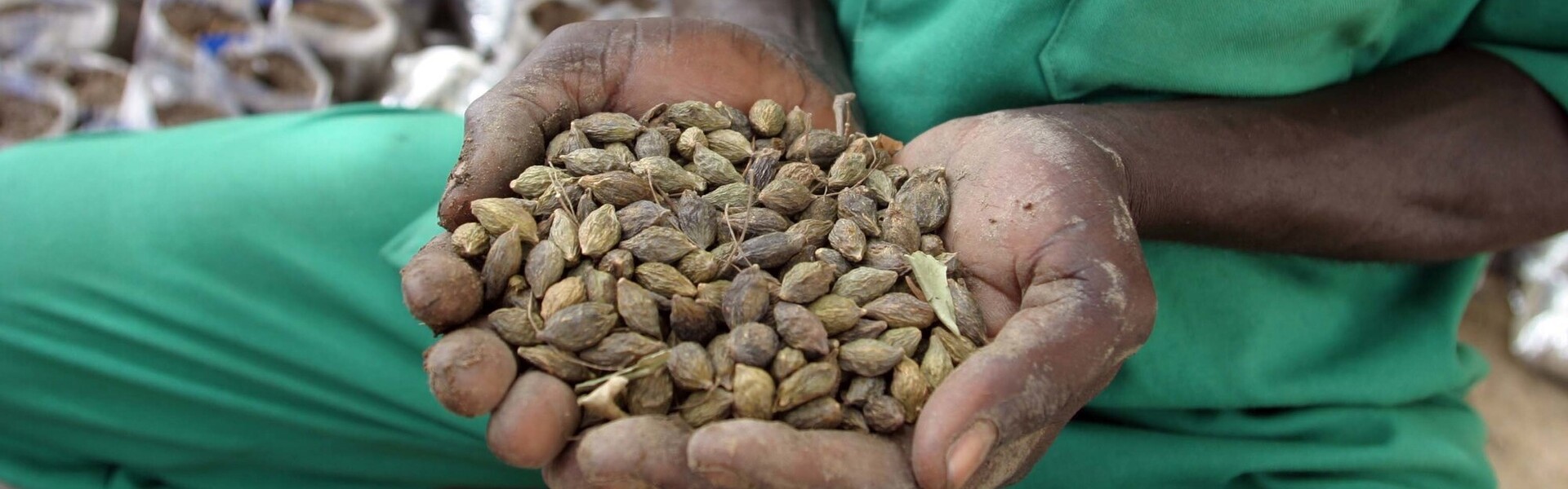 Ein Mann im Sudan hält Samen in der Hand