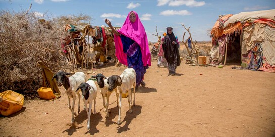 Eine Frau in Somalia mit ihrer Viehherde