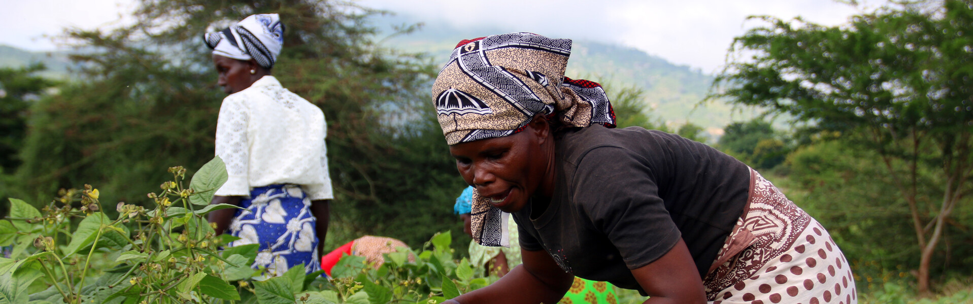 Dorris Mulanda Wanje bewirtet ein Feld in Kenia