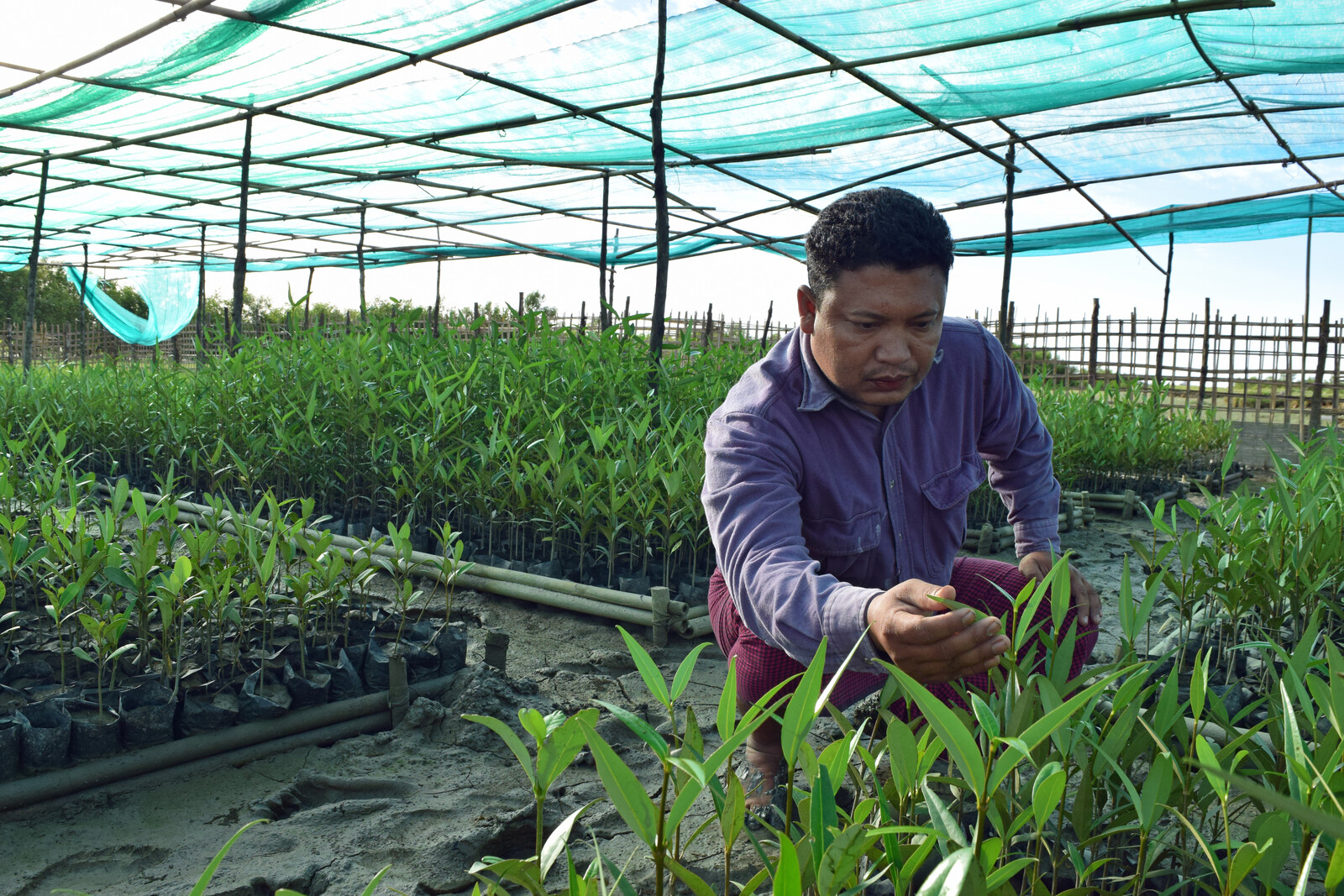 Mangrovenzucht in Myanmar