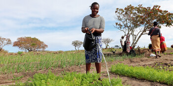 Eine Frau gießt ein Feld in Mosambik
