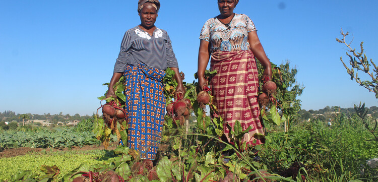 Frauen in Namibia ernten rote Steckrüben Frauen in Namibia ernten rote Steckrüben
