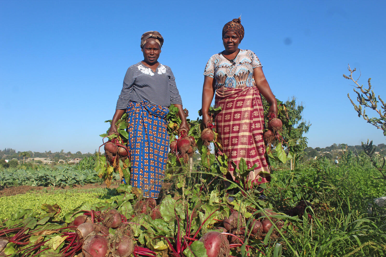 Frauen in Namibia ernten rote Steckrüben