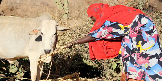 Eine Frau in Somalia füttert eine Kuh