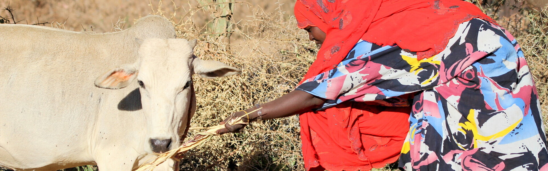 Eine Frau in Somalia füttert eine Kuh