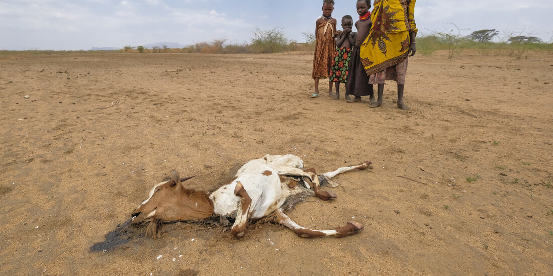 Immer mehr Tiere sterben durch die Dürre in Kenia Immer mehr Tiere sterben durch die Dürre in Kenia