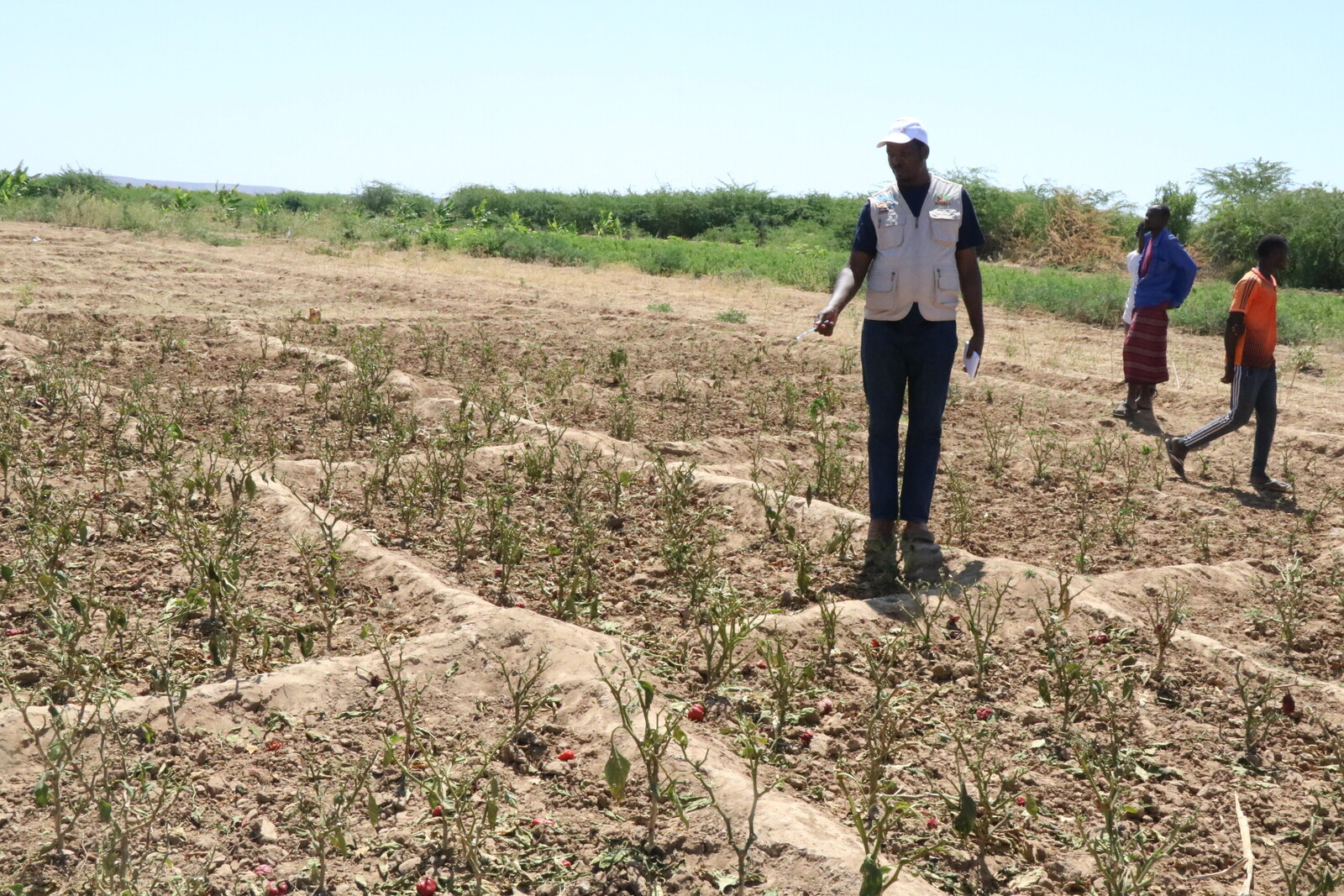 Heuschrecken haben in Somalia ganze Äcker kahl gefressen