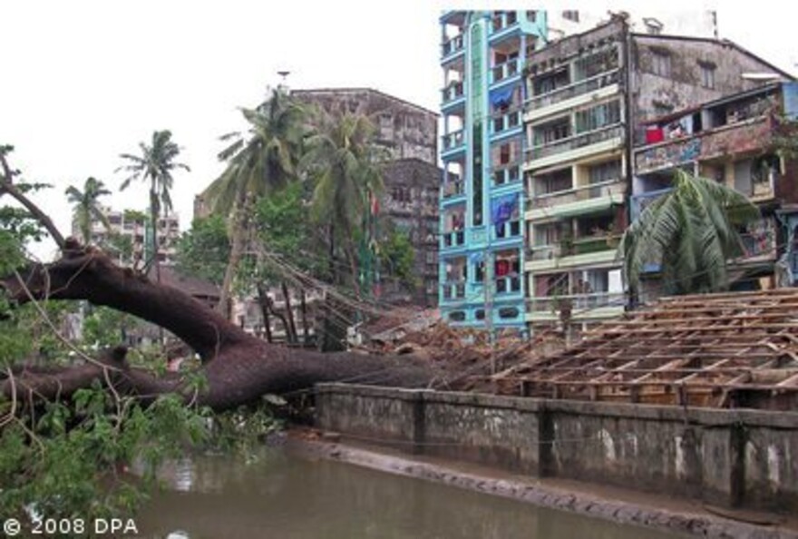 Zyklon Myanmar: Umgekippter Baum