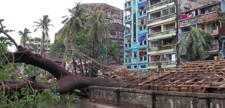 Zyklon Myanmar: Umgekippter Baum