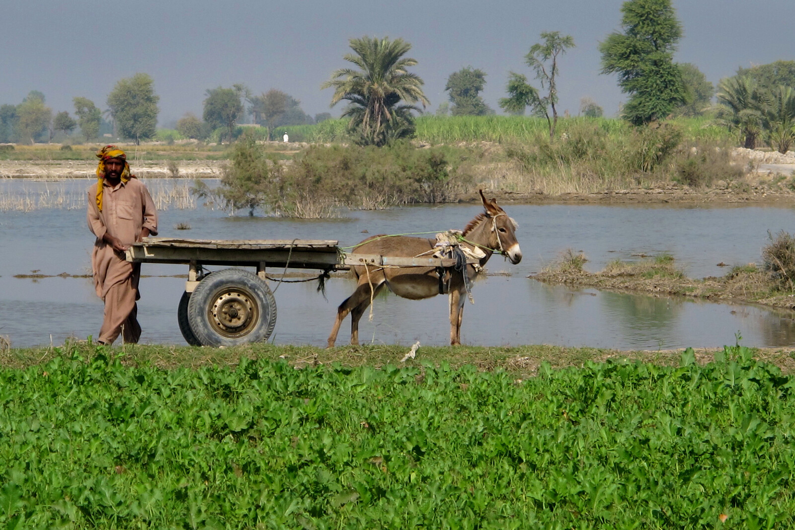 In Pakistan waren nach Überflutung und Erdbeben viele Felder zerstört. Ein Bauer steht mit seinem Eselskarren auf einem Feld.