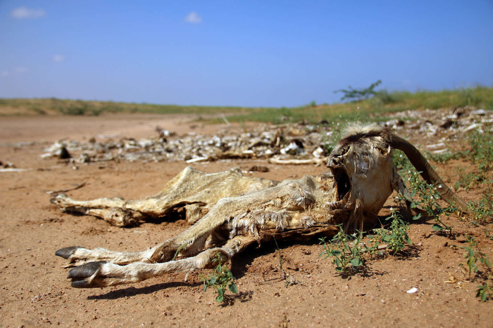Kenia Somalia Ziege tot Dürre Wüste