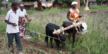 Menschen bei der Feldarbeit