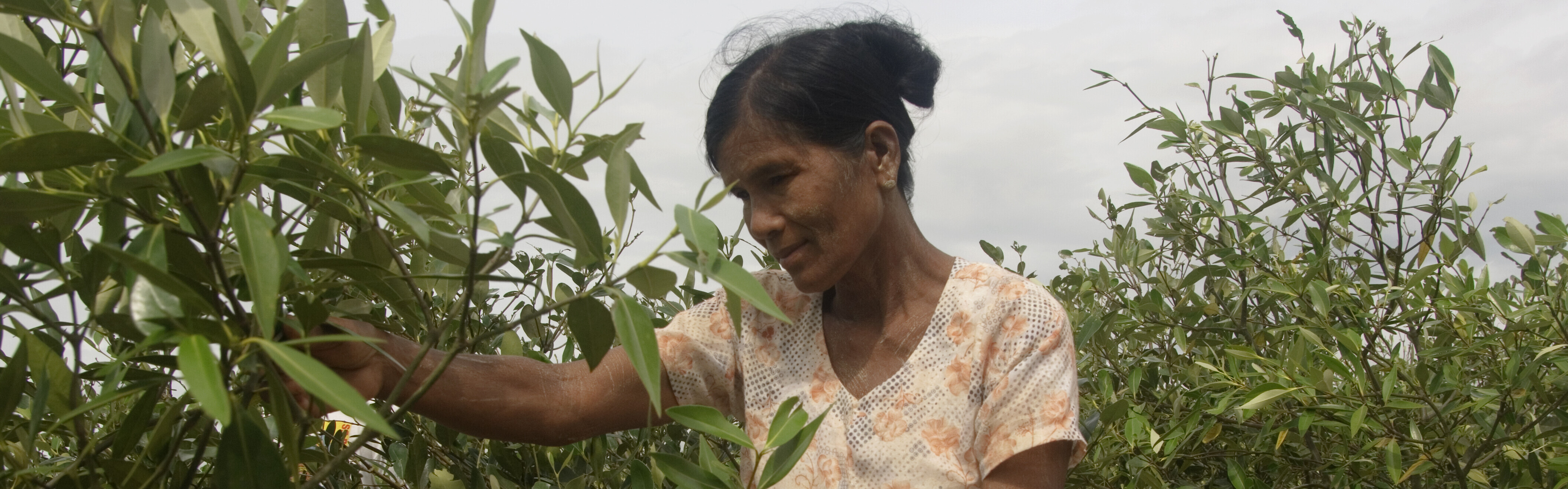 In Thailand pflanzt eine Frau Mangroven zum Schutz vor Überflutungen