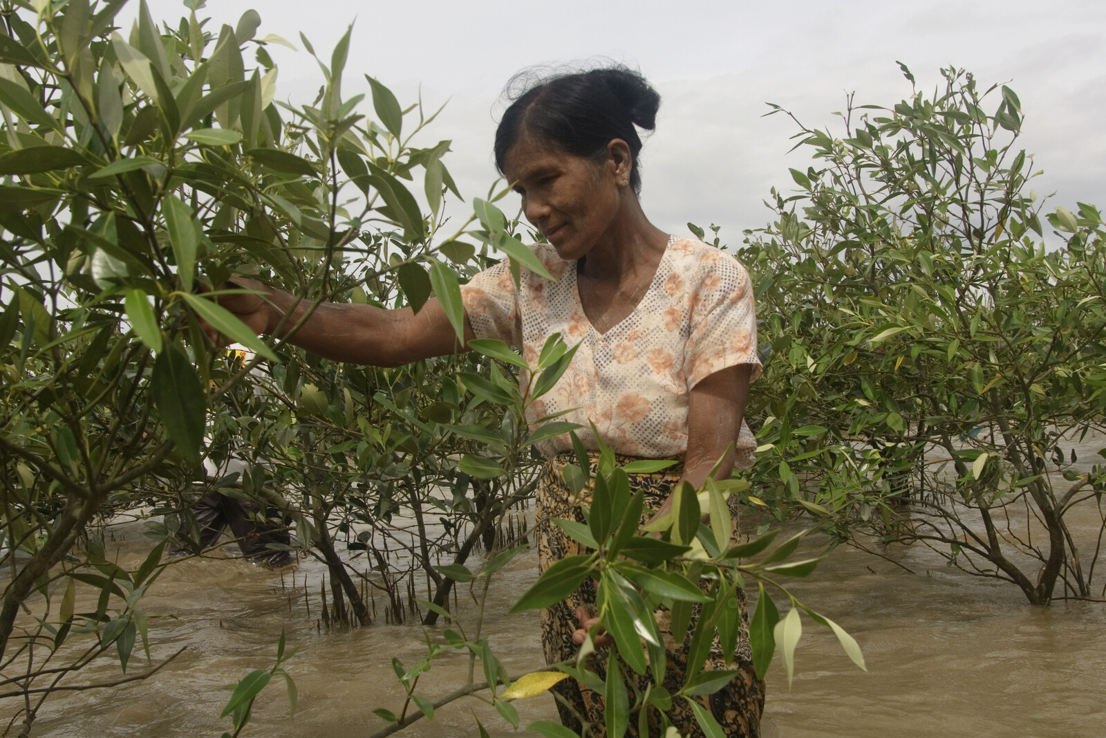Im Süden von Thailand pflanzt eine Frau Mangroven zum Schutz vor der Flut