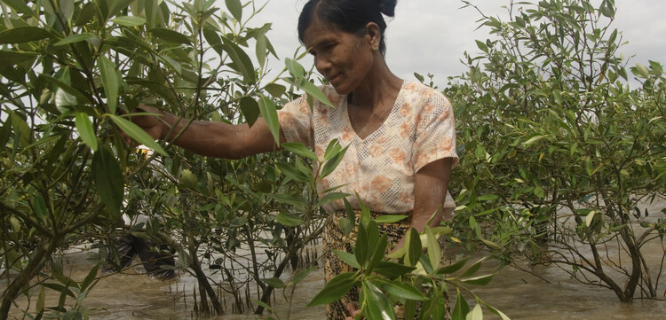 Im Süden von Thailand pflanzt eine Frau Mangroven zum Schutz vor der Flut Im Süden von Thailand pflanzt eine Frau Mangroven zum Schutz vor der Flut