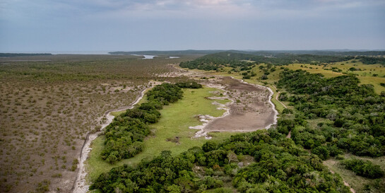 Ein Mangrovenwald in Mosambik