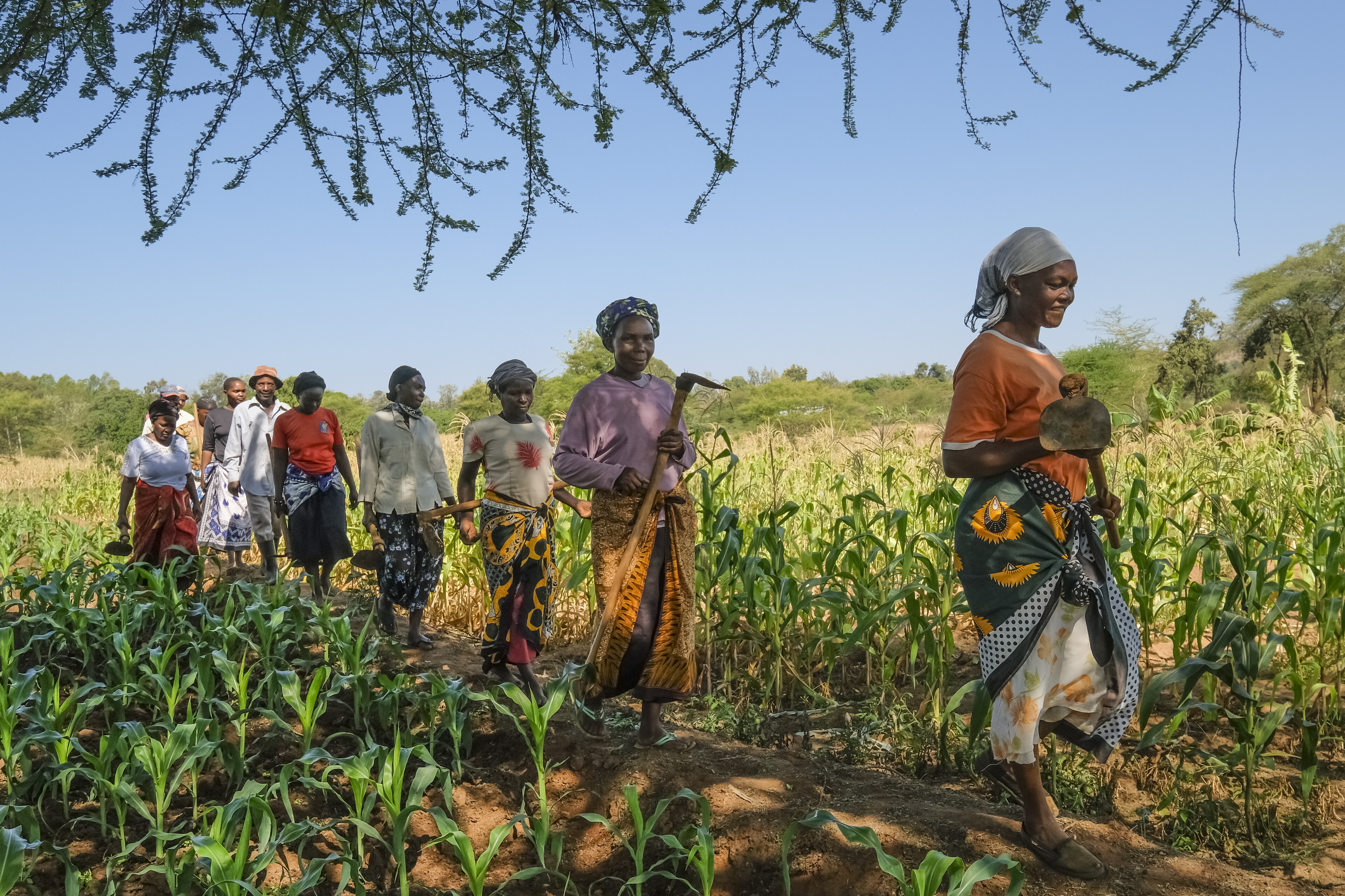 Frauen in Kenia gehen aufs Feld Frauen in Kenia gehen aufs Feld