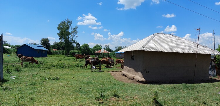 Kühe stehen in West-Kenia auf einer Grünfläche Kühe stehen in West-Kenia auf einer Grünfläche