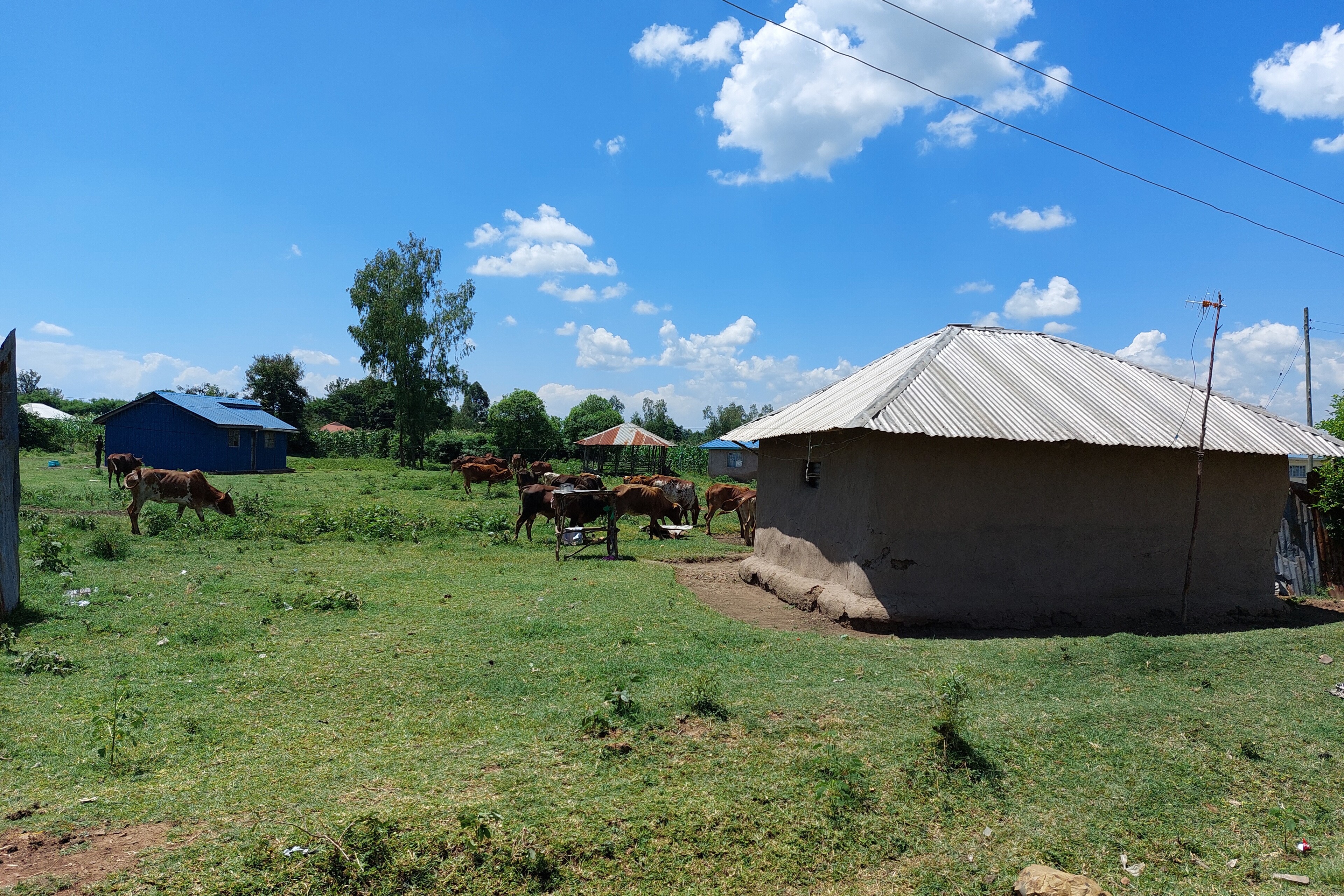 Kühe stehen in West-Kenia auf einer Grünfläche Kühe stehen in West-Kenia auf einer Grünfläche