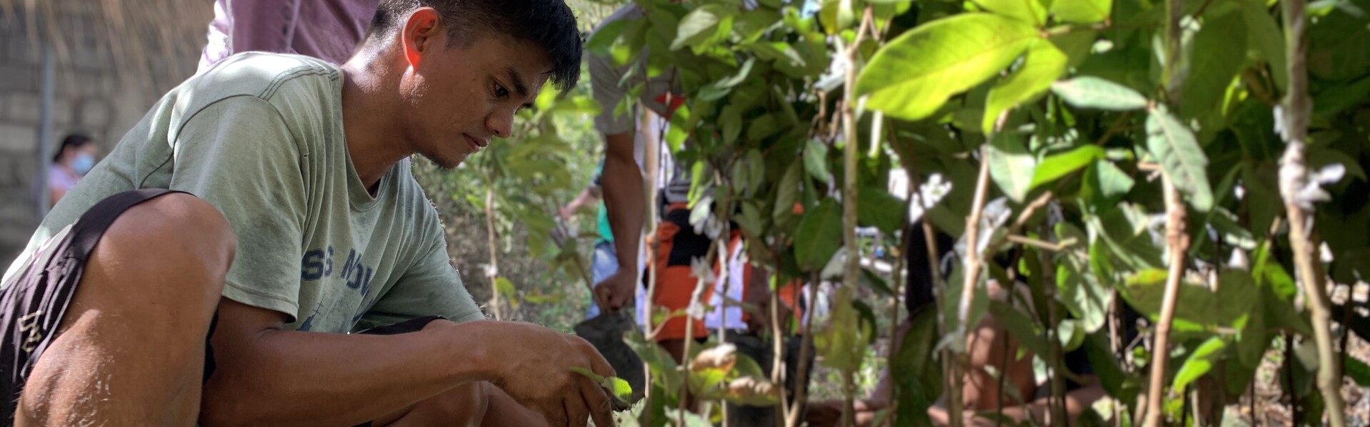 Auf den Philippinen werden neue Bäume gezüchtet