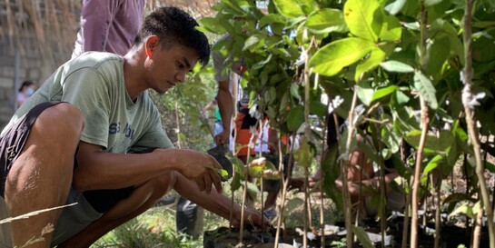 Auf den Philippinen werden neue Bäume gezüchtet