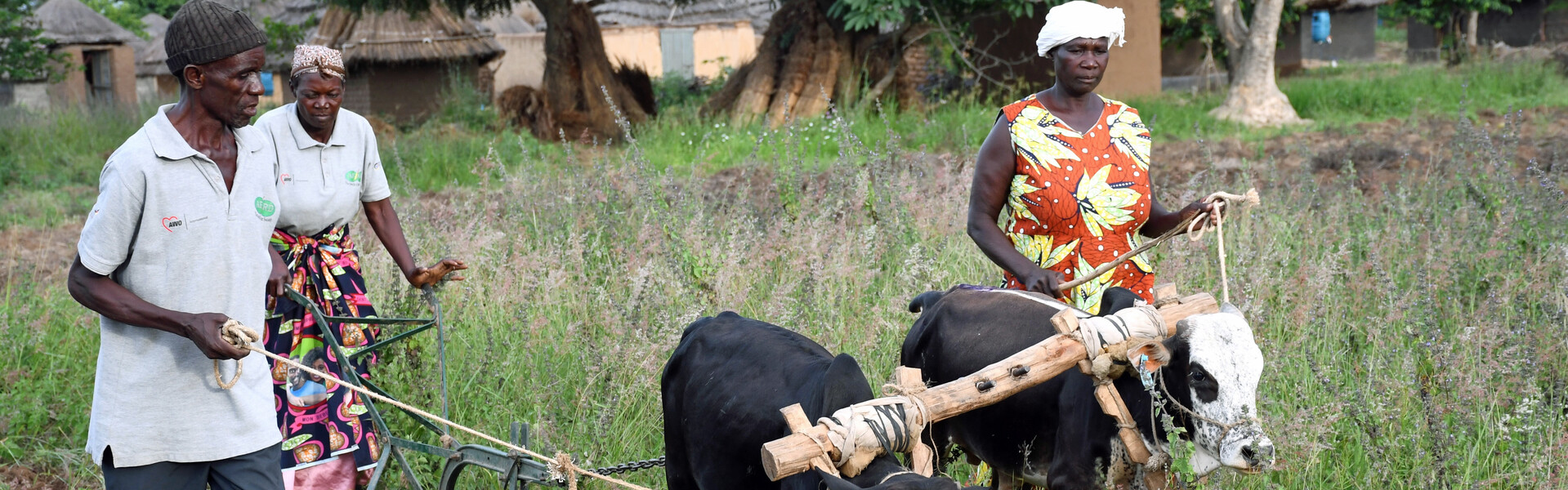 Menschen in Uganda pflügen das Feld mit Kühen