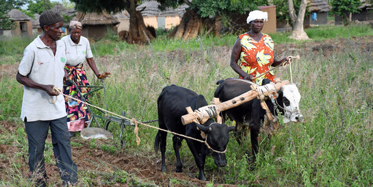 Menschen in Uganda pflügen das Feld mit Kühen