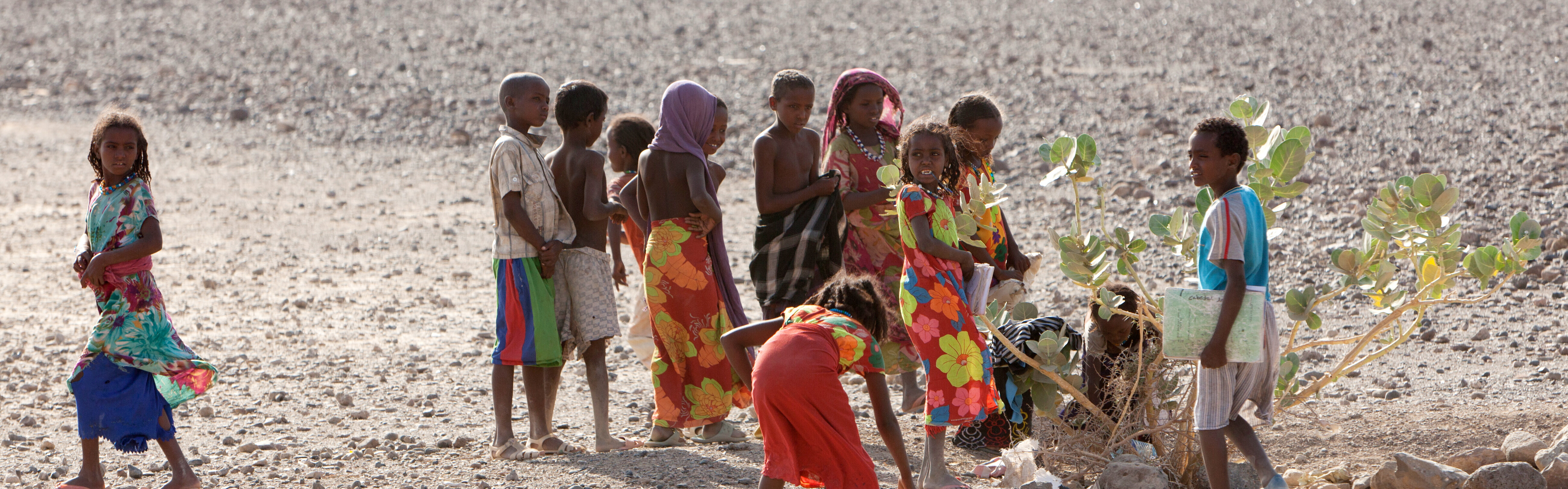 Während einer Dürre in Ostafrika verdorren Weideland und das Vieh stirbt. Daher werden Bäume gepflanzt, um Schatten zu spenden und die Desertifikation zu verlangsamen.