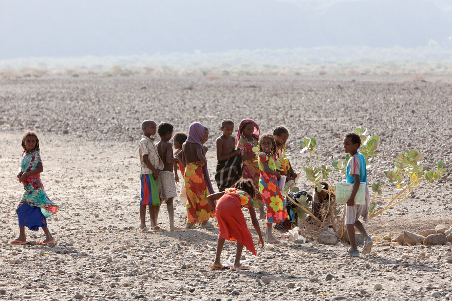 Während einer Dürre in Ostafrika verdorren Weideland und das Vieh stirbt. Daher werden Bäume gepflanzt, um Schatten zu spenden und die Desertifikation zu verlangsamen.