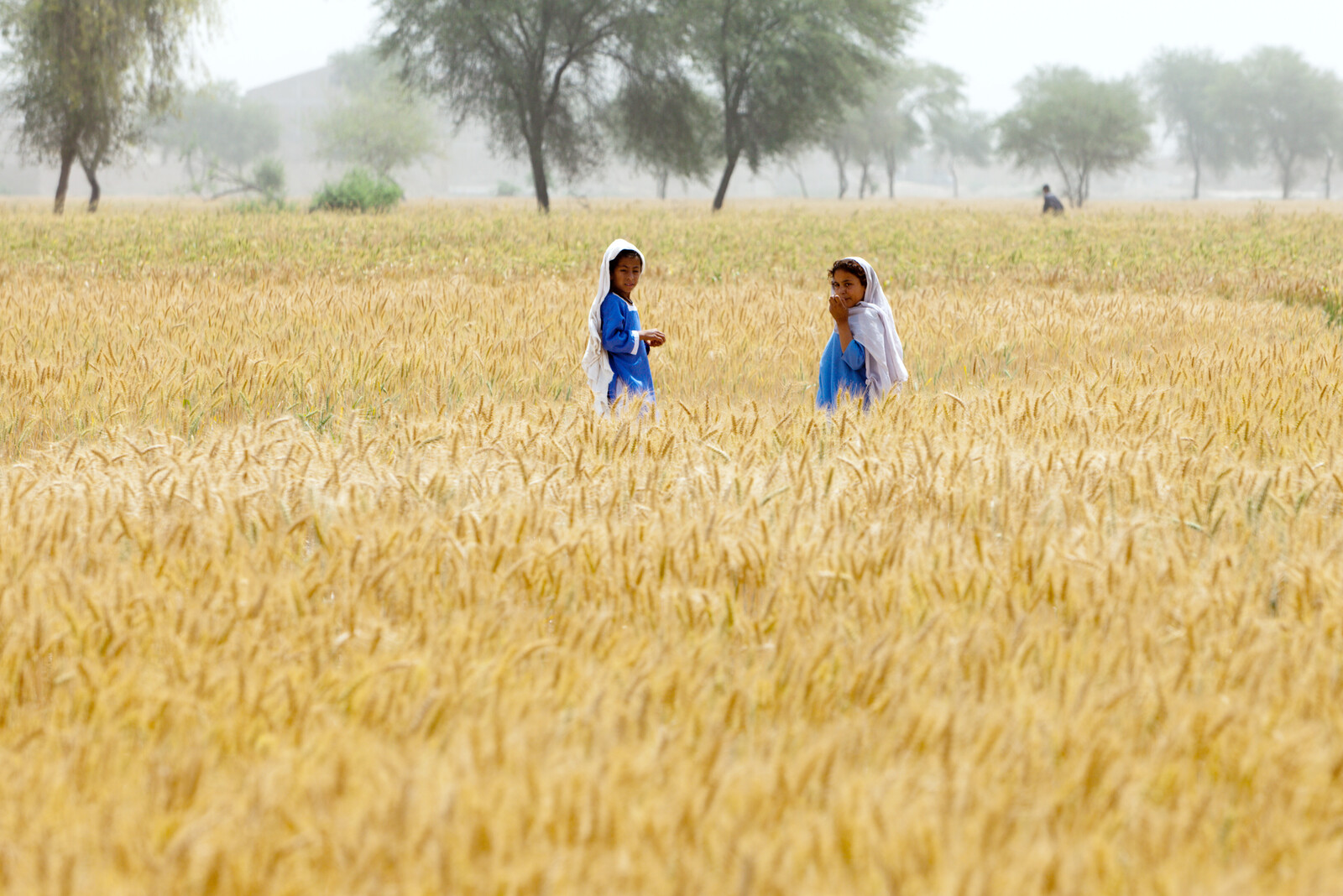 In Pakistan wurden nach Flut und Erdbeben die Felder wieder angesät. Zwei Kinder stehen zwischen den reifen Ähren.