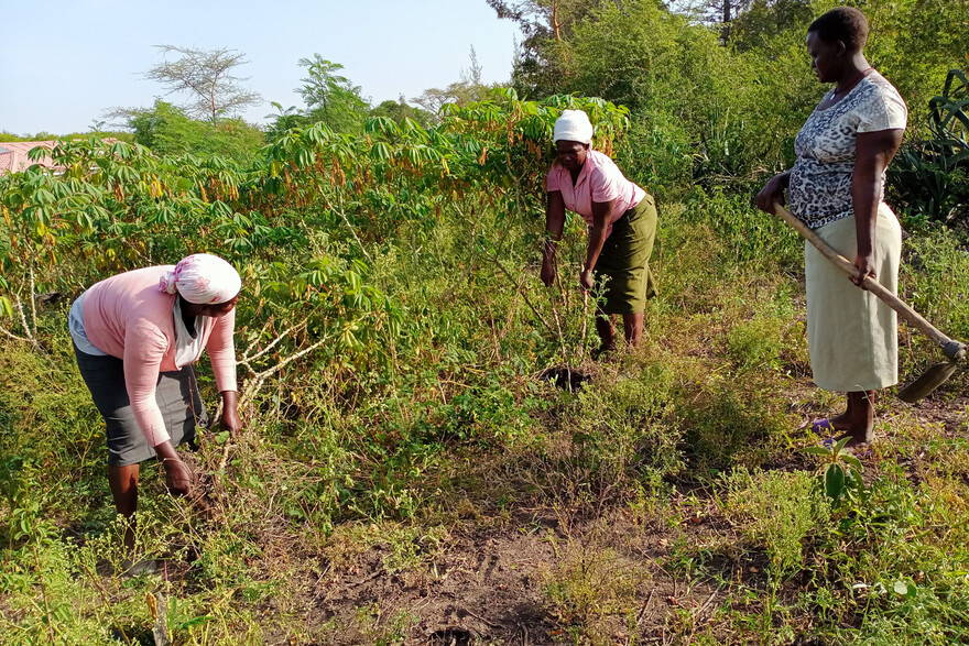 Frauen in Kenia befreien ein Feld von Gestrüpp Frauen in Kenia befreien ein Feld von Gestrüpp