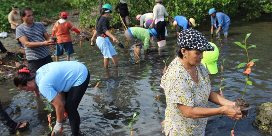 Katastrophenschutz auf den Philippinen: Frauen und Männer pflanzen in einem Fluss Mangroven an