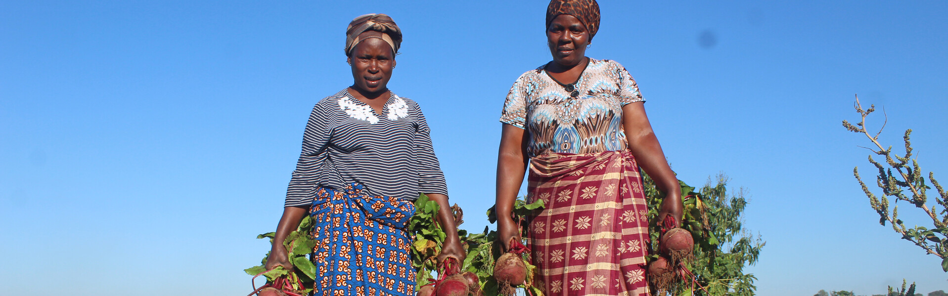 Farmers in Namibia harvest beet