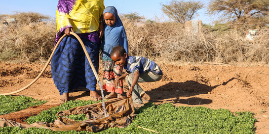 Die Ernteerträge in Teilen Afrikas werden durch vertrocknete Böden immer weniger