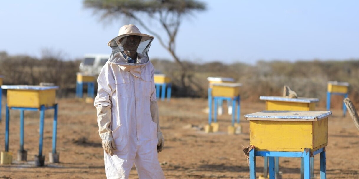 Ausbildung für Frauen zur als Imker:in in Somaliland Ausbildung für Frauen zur als Imker:in in Somaliland