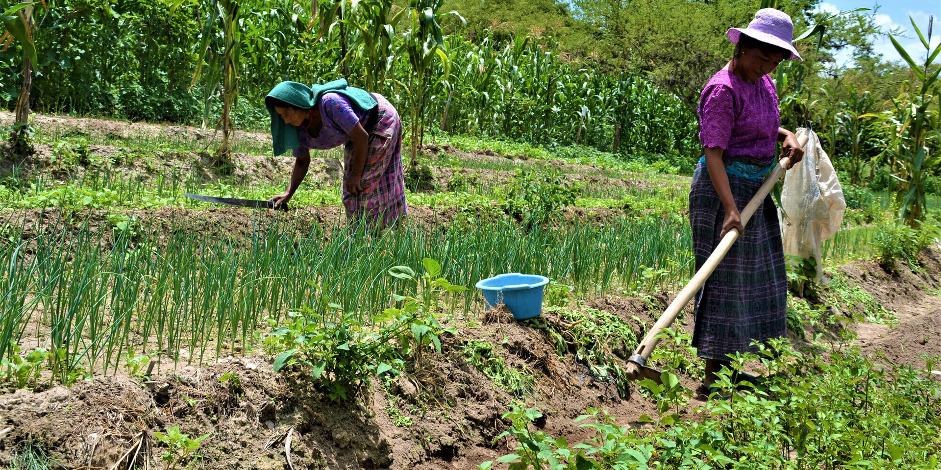 Zwei Frauen in Guatemala arbeiten auf einem Feld Zwei Frauen in Guatemala arbeiten auf einem Feld