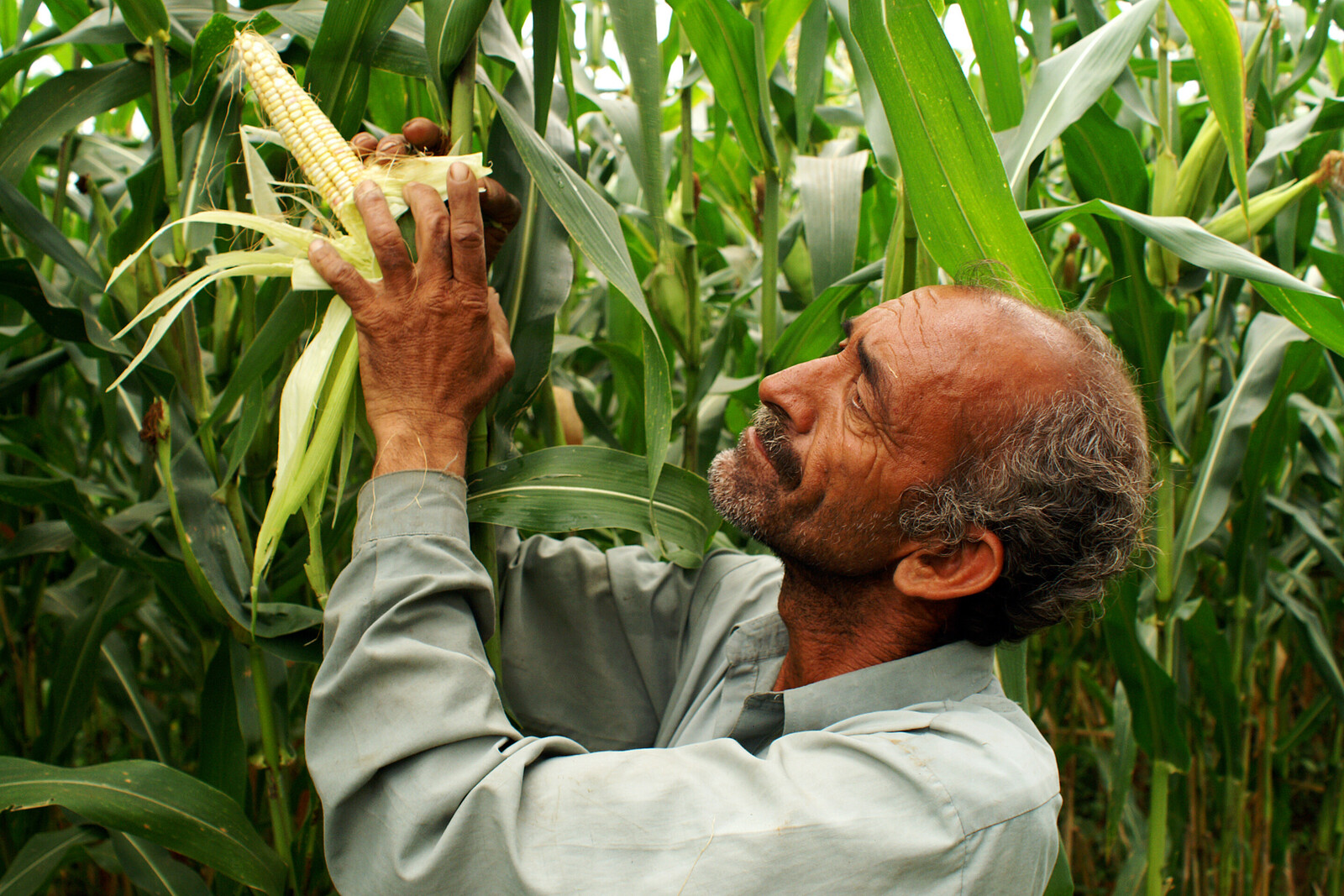 In Pakistan waren nach Überflutung und Erdbeben viele Felder zerstört. Ein Bauer zeigt seinen neuen Mais.