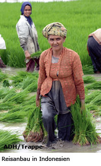 Reisanbau, Hilfe zur Selbsthilfe